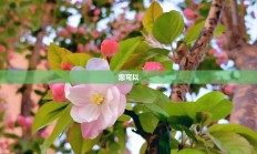 海棠官方网站快速直达链接