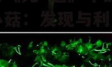 探索《光·遇》中的荧光小菇：发现与利用指南