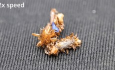 神秘生物伪装成高手，偷食时满载动物尸体的生存之道