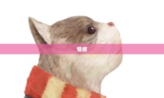 信喵的魅力，探索宠物猫的陪伴之旅