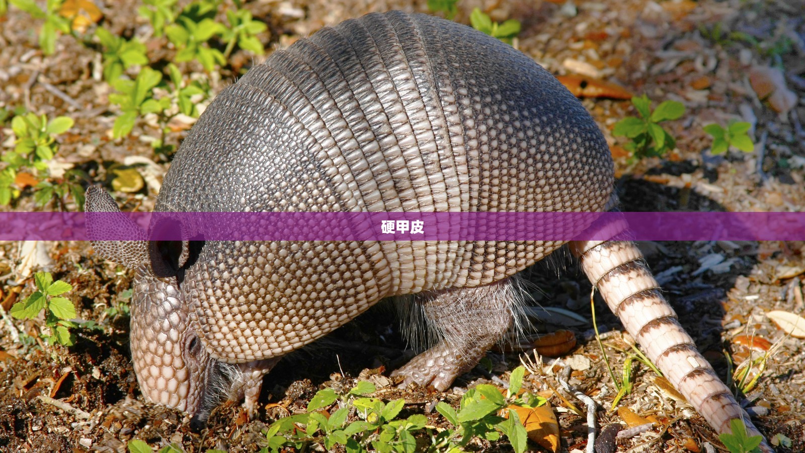硬甲皮，自然之秘与人类的探索