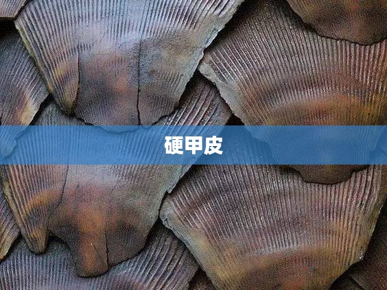 硬甲皮，自然之秘与人类的探索