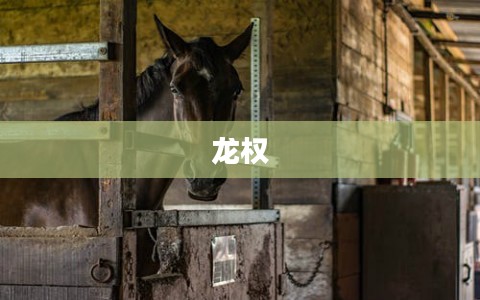 龙权，权力与象征的交织