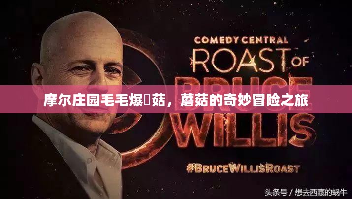 摩尔庄园毛毛爆囧菇，蘑菇的奇妙冒险之旅