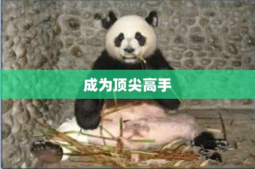 功夫熊猫游戏秘籍，掌握秘籍，成为顶尖高手