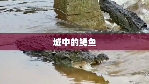 城中的鳄鱼