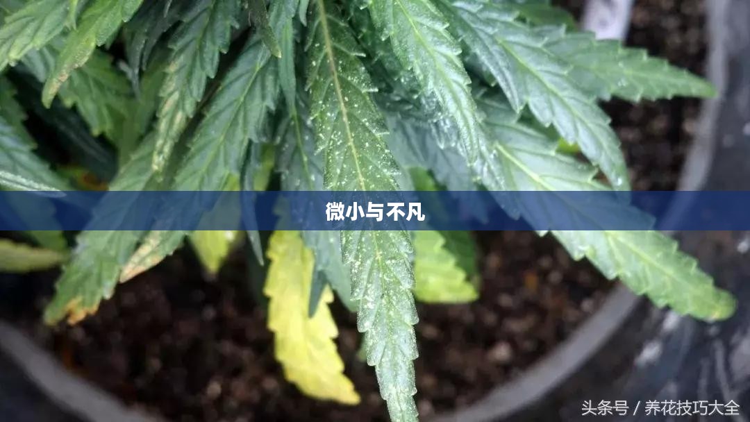 区区蜘蛛,微小与不凡的交织 区区蜘蛛,微小与不凡的交织
