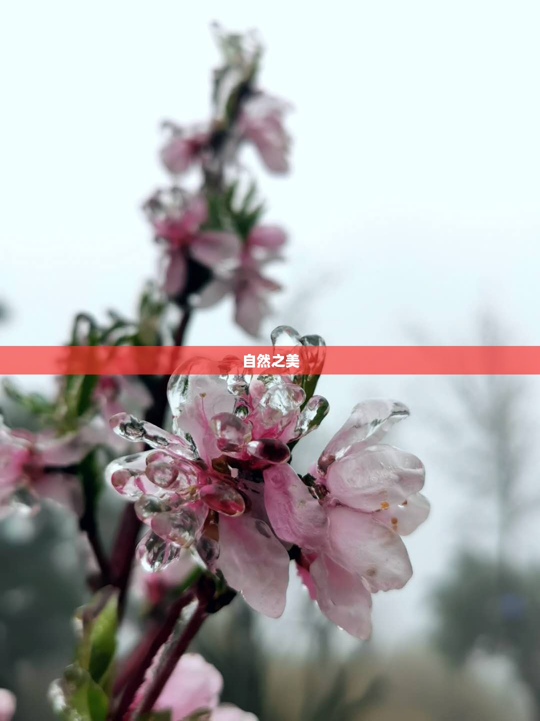 冰剑花雨，自然之美的独特展现