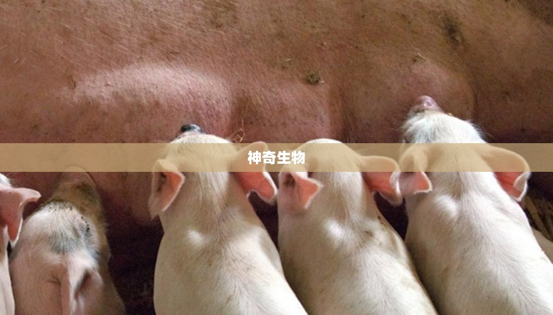 最强蜗牛的宠物猪，一只与众不同的神奇生物