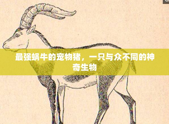 最强蜗牛的宠物猪，一只与众不同的神奇生物