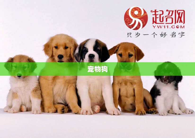 跳跳妹妹的宠物狗——名字背后的故事 跳跳妹妹的宠物狗——名字背后的故事