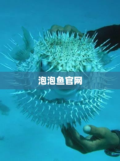 泡泡鱼官网，探索海洋世界的门户
