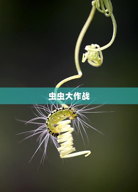虫虫大作战,微观世界的英勇征战 虫虫大作战,微观世界的英勇征战