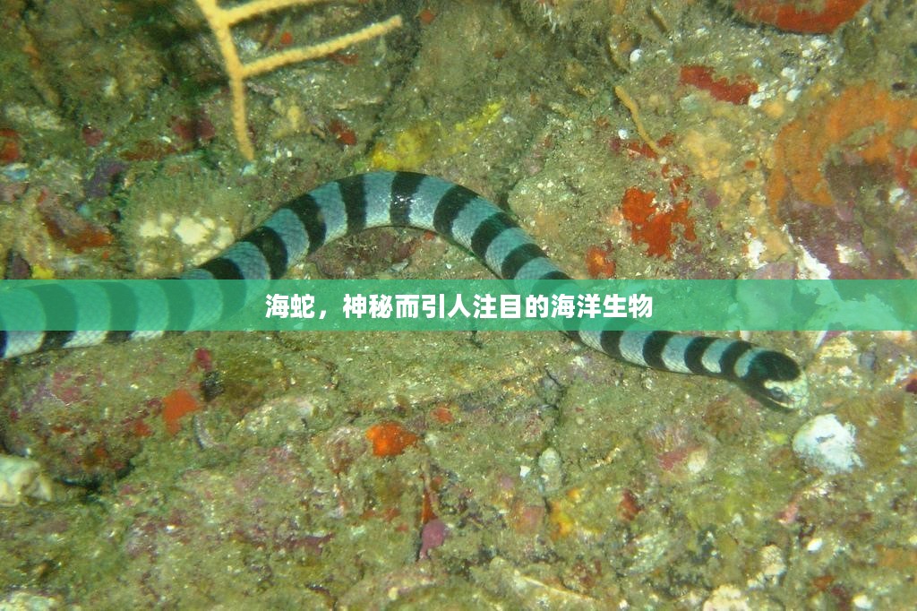 海蛇，神秘而引人注目的海洋生物