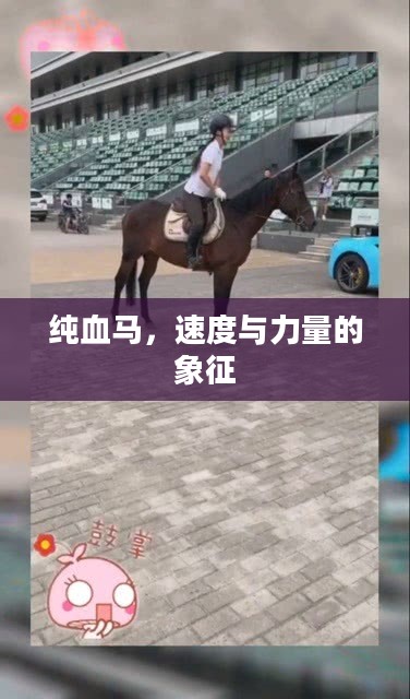 纯血马，速度与力量的象征