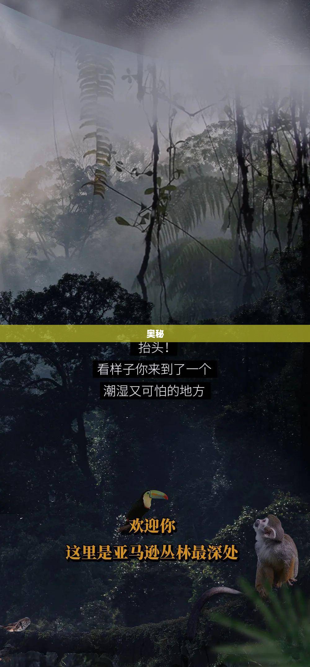 禁林边缘的奥秘 禁林边缘的奥秘