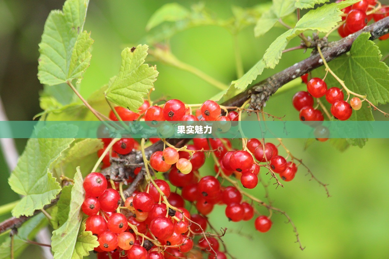 缤纷世界中的果实魅力