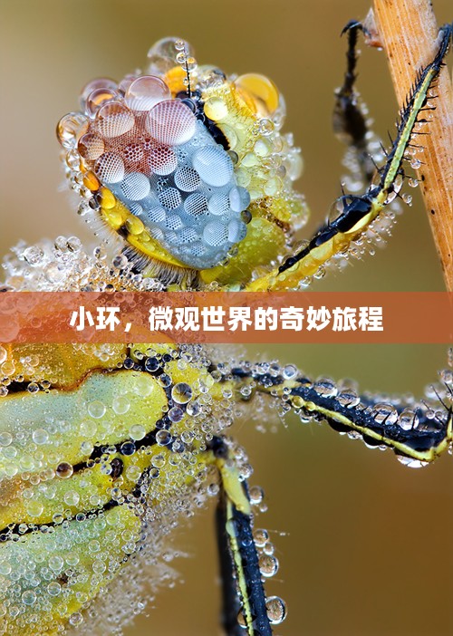 小环，微观世界的奇妙旅程