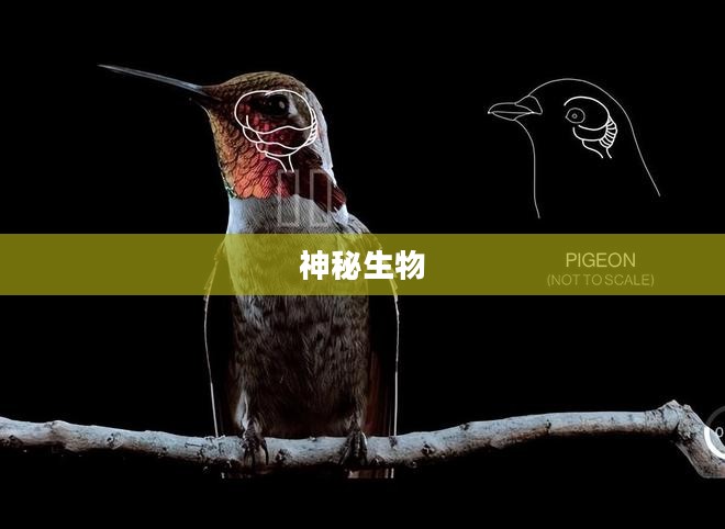 探索神秘生物，盔甲鸟的起源与奥秘