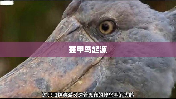 探索神秘生物,盔甲鸟的起源与奥秘 探索神秘生物,盔甲鸟的起源与奥秘