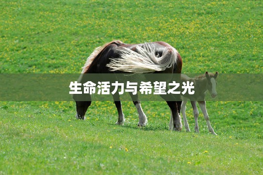 小马驹，生命的活力与希望之光