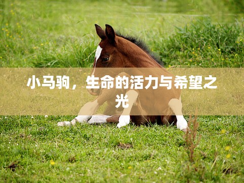 小马驹,生命的活力与希望之光 小马驹,生命的活力与希望之光