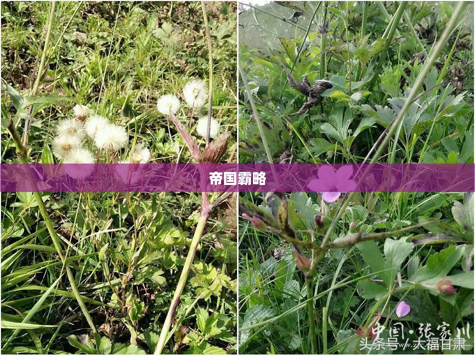 帝国霸略,历史、战略与权力的角逐 帝国霸略,历史、战略与权力的角逐