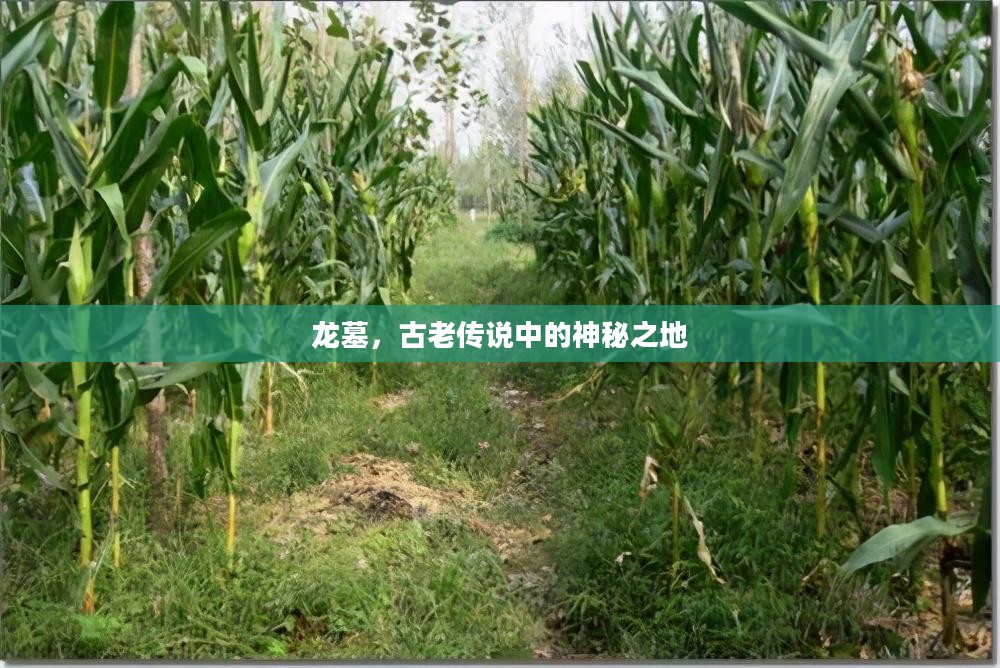 龙墓，古老传说中的神秘之地