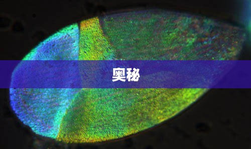 冰虫鳞片的奥秘 冰虫鳞片的奥秘