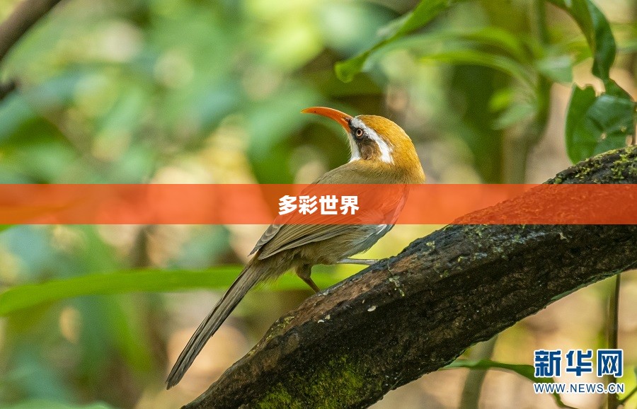 多彩世界，探寻生活的无限色彩