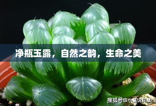 净瓶玉露,自然之韵,生命之美 净瓶玉露,自然之韵,生命之美