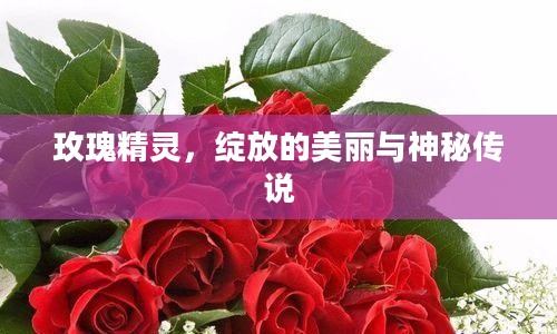 玫瑰精灵，绽放的美丽与神秘传说