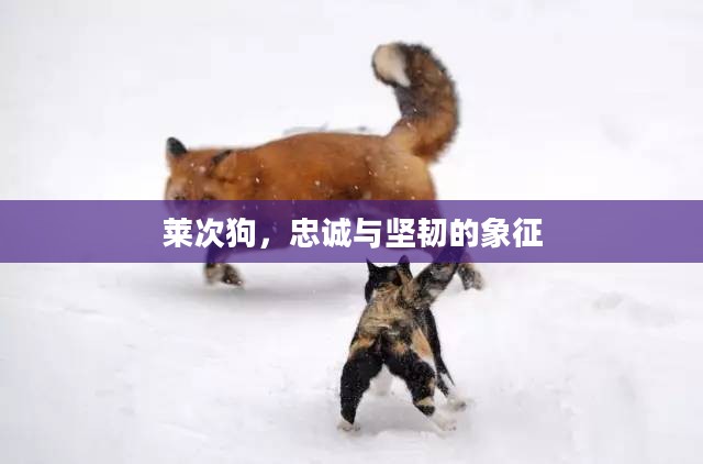 莱次狗，忠诚与坚韧的象征