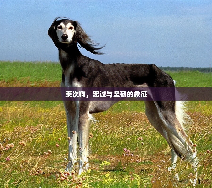 莱次狗,忠诚与坚韧的象征 莱次狗,忠诚与坚韧的象征