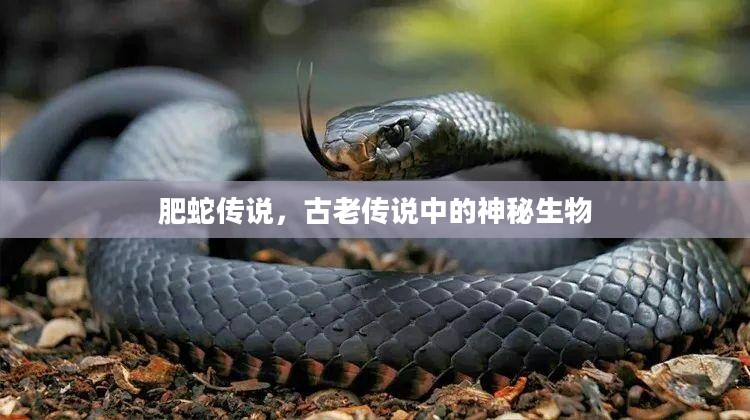 肥蛇传说,古老传说中的神秘生物 肥蛇传说,古老传说中的神秘生物