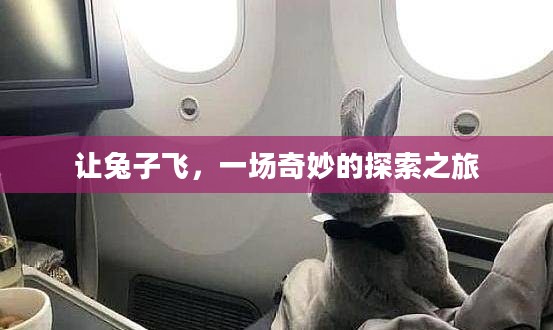 让兔子飞，一场奇妙的探索之旅