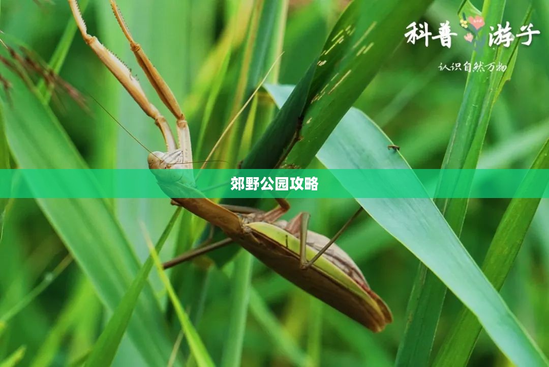 郊野公园攻略，探索自然的怀抱