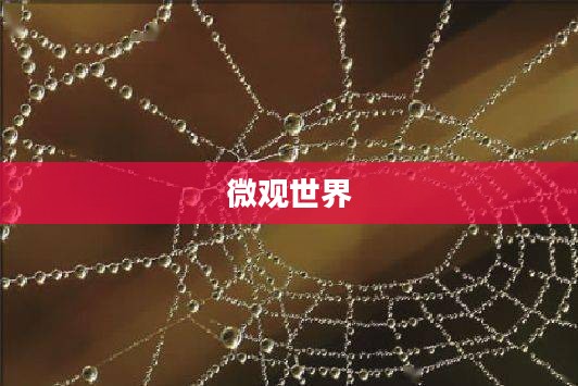 表面张力,微观世界的奇妙力量 表面张力,微观世界的奇妙力量