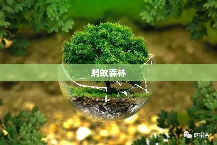 蚂蚁森林今日答案，绿色行动的力量与智慧