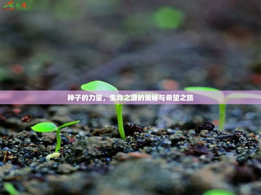 种子的力量，生命之源的奥秘与希望之旅
