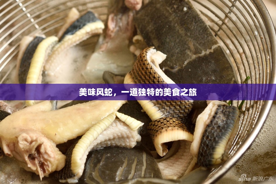 美味风蛇，一道独特的美食之旅