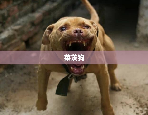 莱茨狗,忠诚与坚韧的象征 莱茨狗,忠诚与坚韧的象征