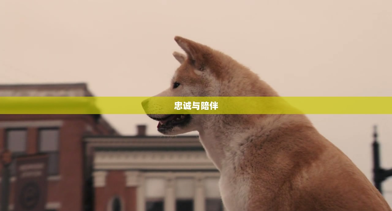 Hachi,忠诚与陪伴的力量 Hachi,忠诚与陪伴的力量