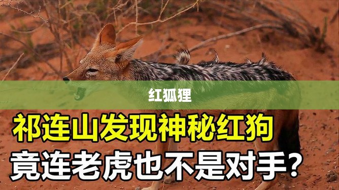 红狐狸，神秘与魅力的交织