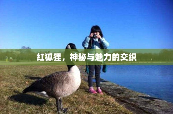 红狐狸,神秘与魅力的交织 红狐狸,神秘与魅力的交织