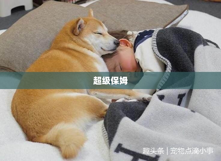 超级保姆,家庭的新守护者 超级保姆,家庭的新守护者