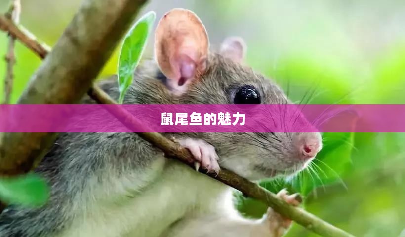 鼠尾鱼的奥秘与魅力 鼠尾鱼的奥秘与魅力