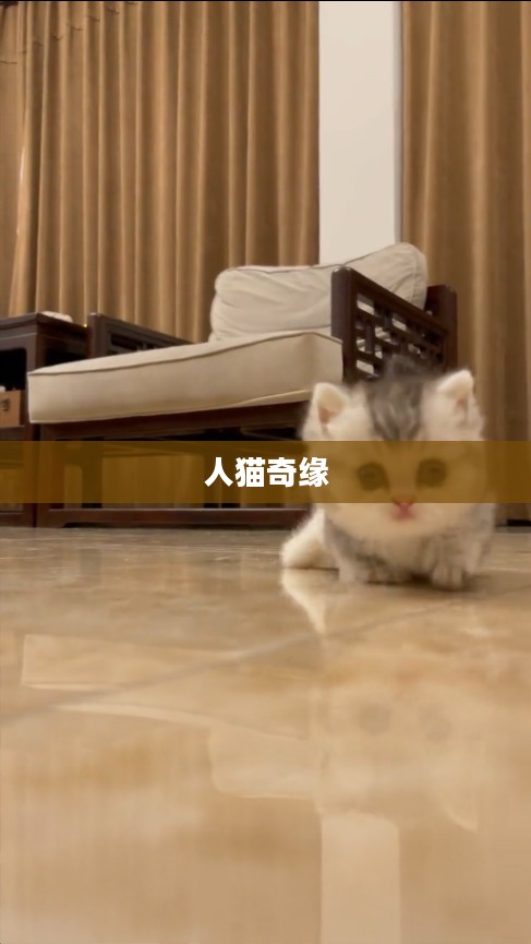 可爱小猫咪，一段温馨的人猫奇缘