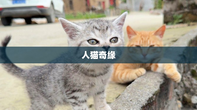 可爱小猫咪，一段温馨的人猫奇缘