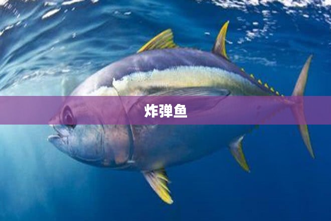炸弹鱼的神秘世界